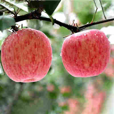 一件代发山东烟台红富士苹果自家果园4斤装新鲜水果脆甜多汁苹果