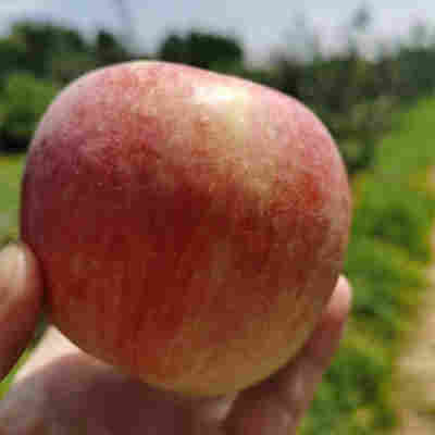 2斤小果【不推荐】