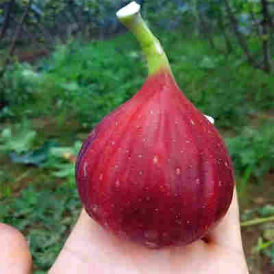 5斤无花果新鲜红皮水果现摘应季紫皮大果当季无花果整箱包邮