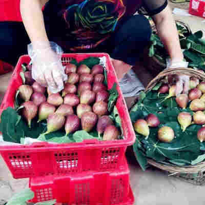 (空运包邮)现摘新鲜无花果现发大果天然孕妇水果红皮整箱无花