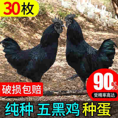 五黑一绿鸡种蛋受精蛋可孵化小鸡乌骨鸡纯种绿皮壳土鸡蛋30枚包邮