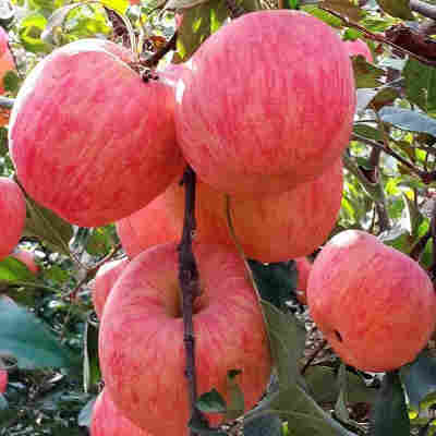 5斤红富士特大果4-6个