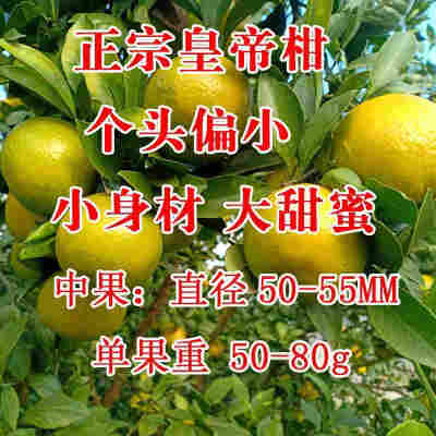 50mm（含）-55mm（不含） 中果- 3斤