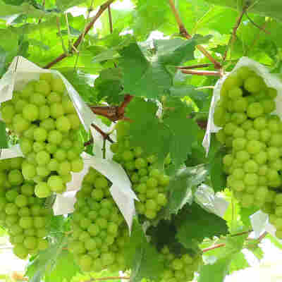 阳光玫瑰葡萄5斤晴王水果新鲜应当季晴王葡萄无籽青提子整箱