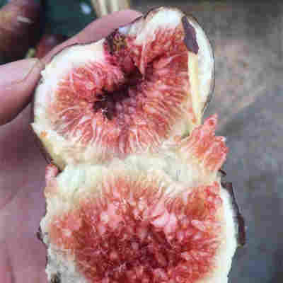 (空运包邮)现摘新鲜无花果现发大果天然孕妇水果红皮整箱无花