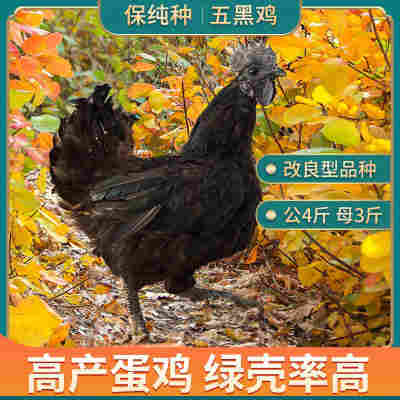 五黑一绿鸡种蛋受精蛋可孵化小鸡乌骨鸡纯种绿皮壳土鸡蛋30枚包邮