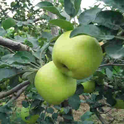 青苹果苹果现摘现发新鲜青苹果水果红富士青苹果一件代发