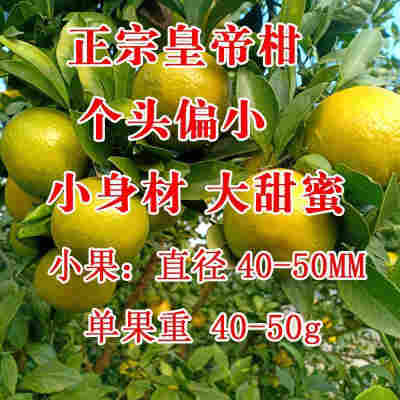 40mm（含）-45mm（不含） 小果-优选 5斤