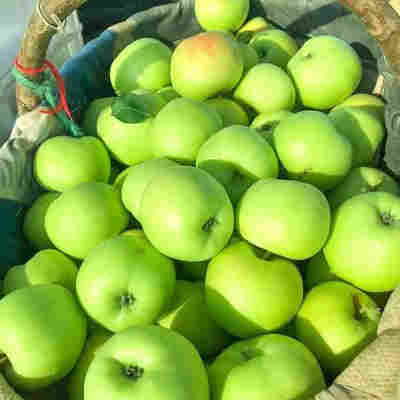 青苹果苹果现摘现发新鲜青苹果孕妇水果陕西红富士青苹果一件代发