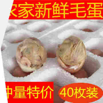 生的 40枚装 农家新鲜 毛蛋 鸡胚蛋 毛鸡蛋 喜蛋旺鸡蛋 凤凰蛋