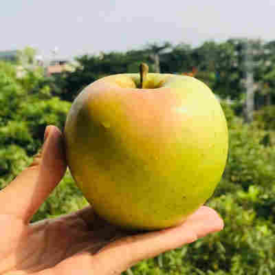 【山东青森苹果】高山头茬水蜜桃青苹果非红苹果5斤新鲜水果代发