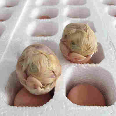 生的 40枚装 农家新鲜 毛蛋 鸡胚蛋 毛鸡蛋 喜蛋旺鸡蛋 凤凰蛋