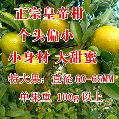 60mm（含）-65mm（不含） 特大- 带箱9-10斤