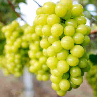 阳光玫瑰葡萄 代发1/5斤新鲜葡萄应季高原新鲜孕妇水果青提子