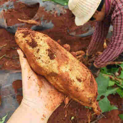 『云南天山雪莲果』新鲜现挖果红泥沙水果脆甜应季10斤装