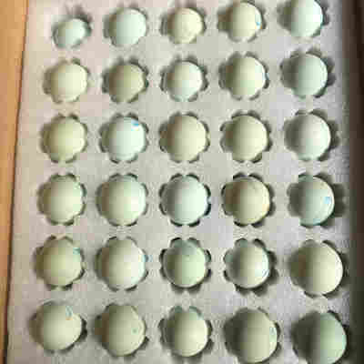 五黑一绿鸡种蛋受精蛋可孵化小鸡乌骨鸡纯种绿皮壳土鸡蛋30枚包邮