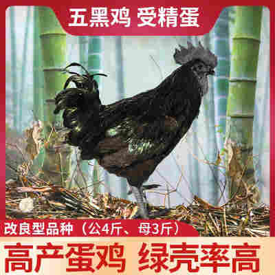 五黑一绿鸡种蛋受精蛋可孵化小鸡乌骨鸡纯种绿皮壳土鸡蛋30枚包邮
