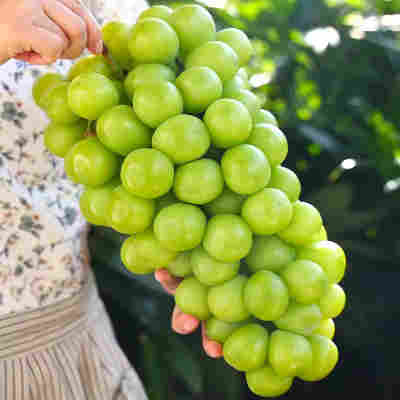 阳光玫瑰葡萄5斤晴王水果新鲜应当季晴王葡萄无籽青提子整箱